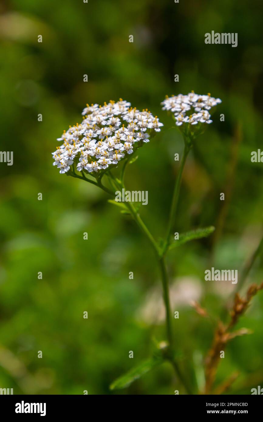 Schafgarbe, Blüten einer Heilpflanze. Rohstoffe für die Medizinindustrie. Stockfoto