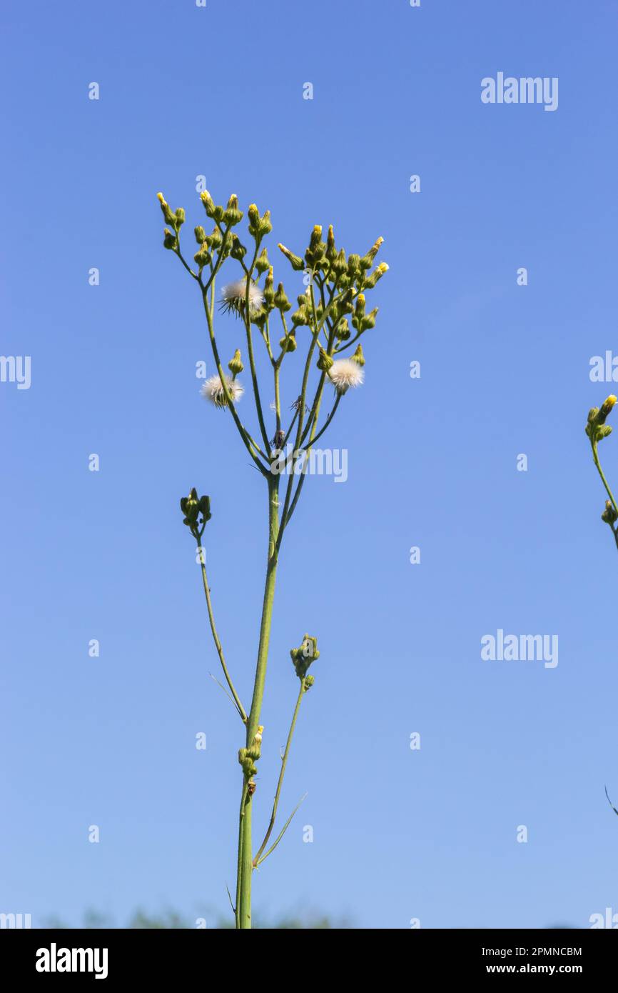 Common Groundsel oder Senecio vulgaris in Wildnis, Weißrussland. Stockfoto