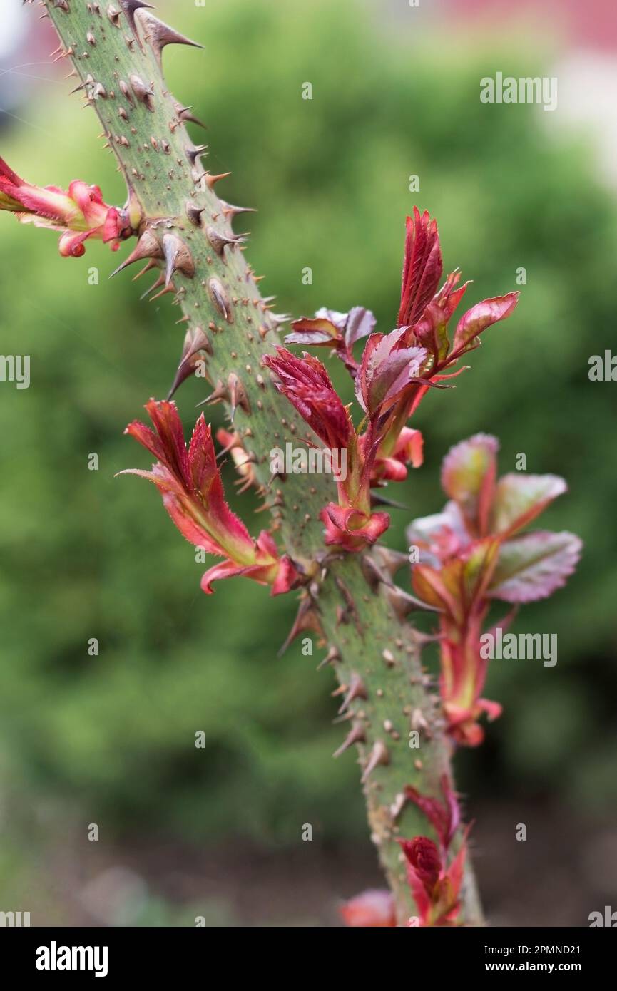 Nahaufnahme der Rosenschießerei mit Dornen, die aus einem Rosenbusch wachsen. Neue junge Blätter auf einer Rose. Das Erwachen der Natur im Frühling. Gartenarbeit. Stockfoto