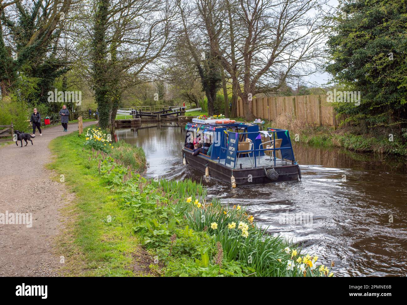 Canal Narrowboat, Pride of Ripon, der im Frühling auf dem Ripon Canal in North Yorkshire an Narzissen vorbeifährt, die auf dem Schleppweg wachsen Stockfoto Canal Narrowboat, Pride of Ripon, der im Frühling auf dem Ripon Canal in North Yorkshire an Narzissen vorbeifährt, die auf dem Schleppweg wachsen Stockfoto