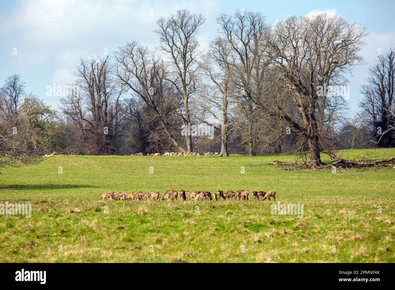 Herde von Rotwild, die frei im Studley Royal Gardens Park in North Yorkshire umherstreifen Stockfoto