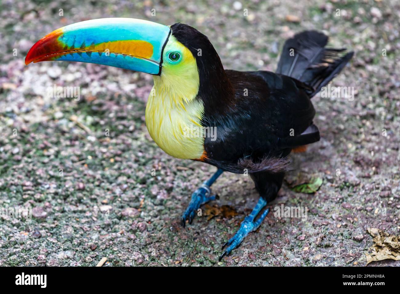 Kielschnabel-Toucan oder Ramphastos sulfuratus, Papiliorama Schweiz Stockfoto