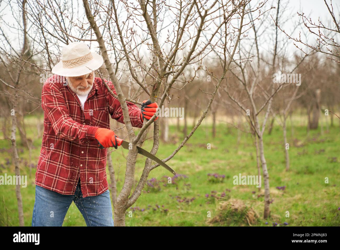 Gärtner, der Bäume im Obstgarten anbaut. Stockfoto