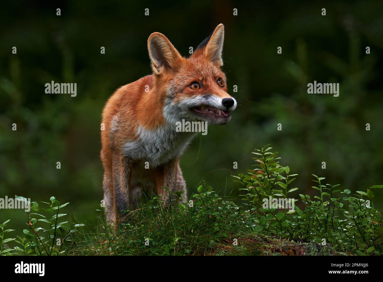 Fuchs im grünen Wald. Wildtiere im Wald. Süßer Roter Fuchs, Vulpes vulpes, im Wald auf Mossstein. Wildtiere aus der Natur. Tier im Naturlebensraum. Ani Stockfoto