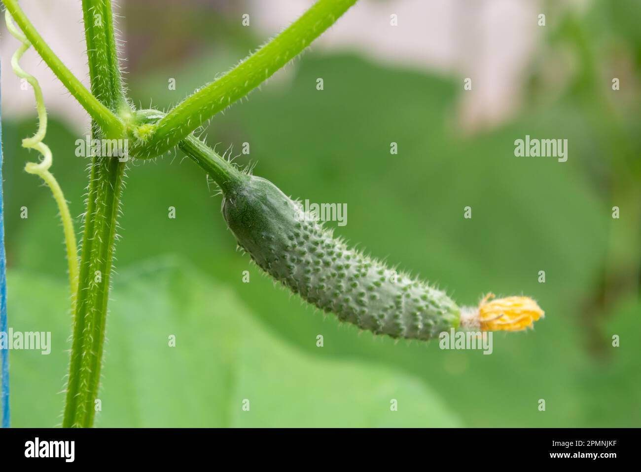 Junge grüne Gurken Gemüse hängt an Lianen von Gurkenpflanzen im grünen Haus. Stockfoto