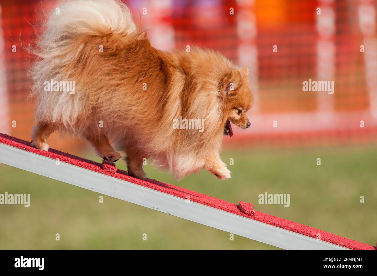 Der pommerliche Hund läuft während eines Wettkampfs um Agilität eine Rampe hinunter Stockfoto