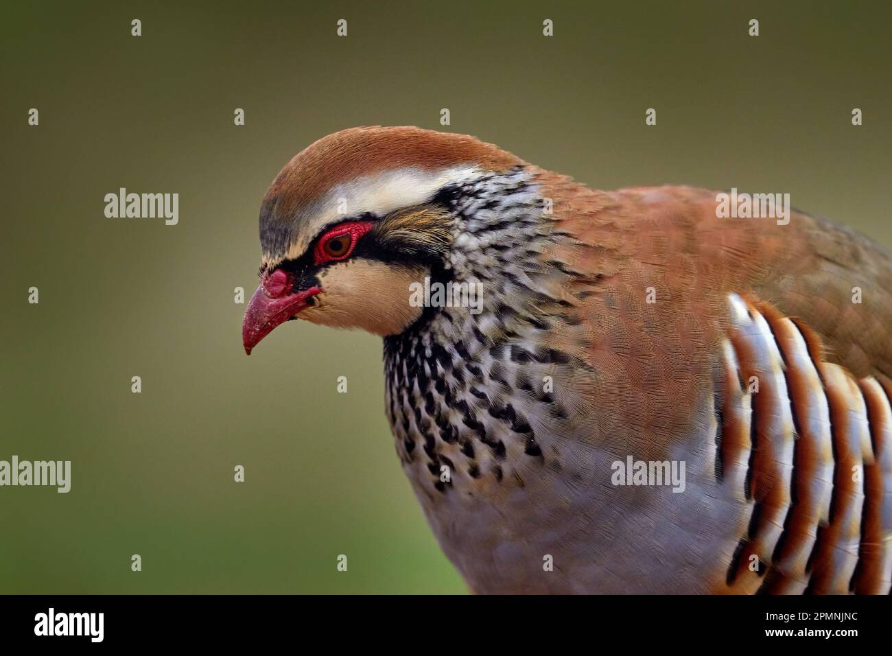 Vogel von Spanien, Nahporträt. Rotbein-Rebhuhn, Alectoris rufa, Gamebird der Fasanenfamilie Phasianidae, auf der Schotterstraße, Spanien in Europa. Stockfoto