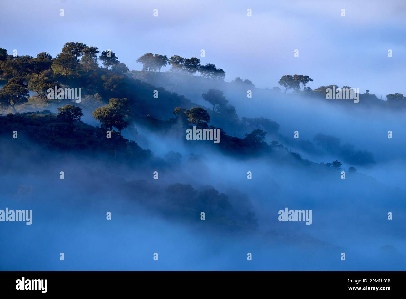 Landschaft in Sierra de Andújar, blauer Sonnenaufgang am Morgen mit kleinem Nebel. Wintergrüne Jahreszeit in Andalusien in Spanien. Hügel mit Bäumen und Nebel. Kalter Tag ein Stockfoto