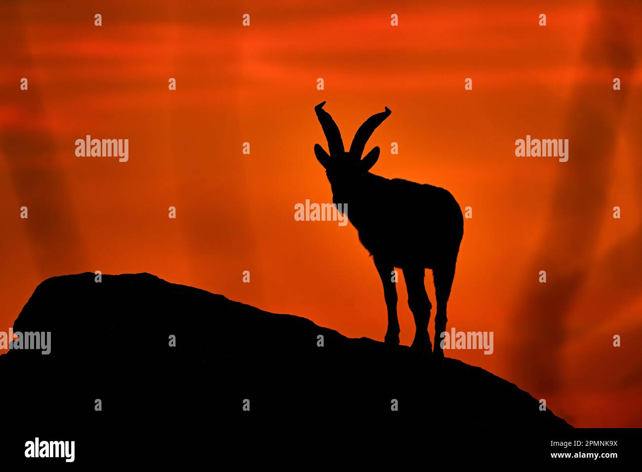 Spanische Tierwelt. Iberischer Steinbock, Capra pyrenaica, Wildziege im Naturgebiet, Naturschutzgebiet El Torcal de Antequera in Andalusien, Spanien. Spanische ibe Stockfoto