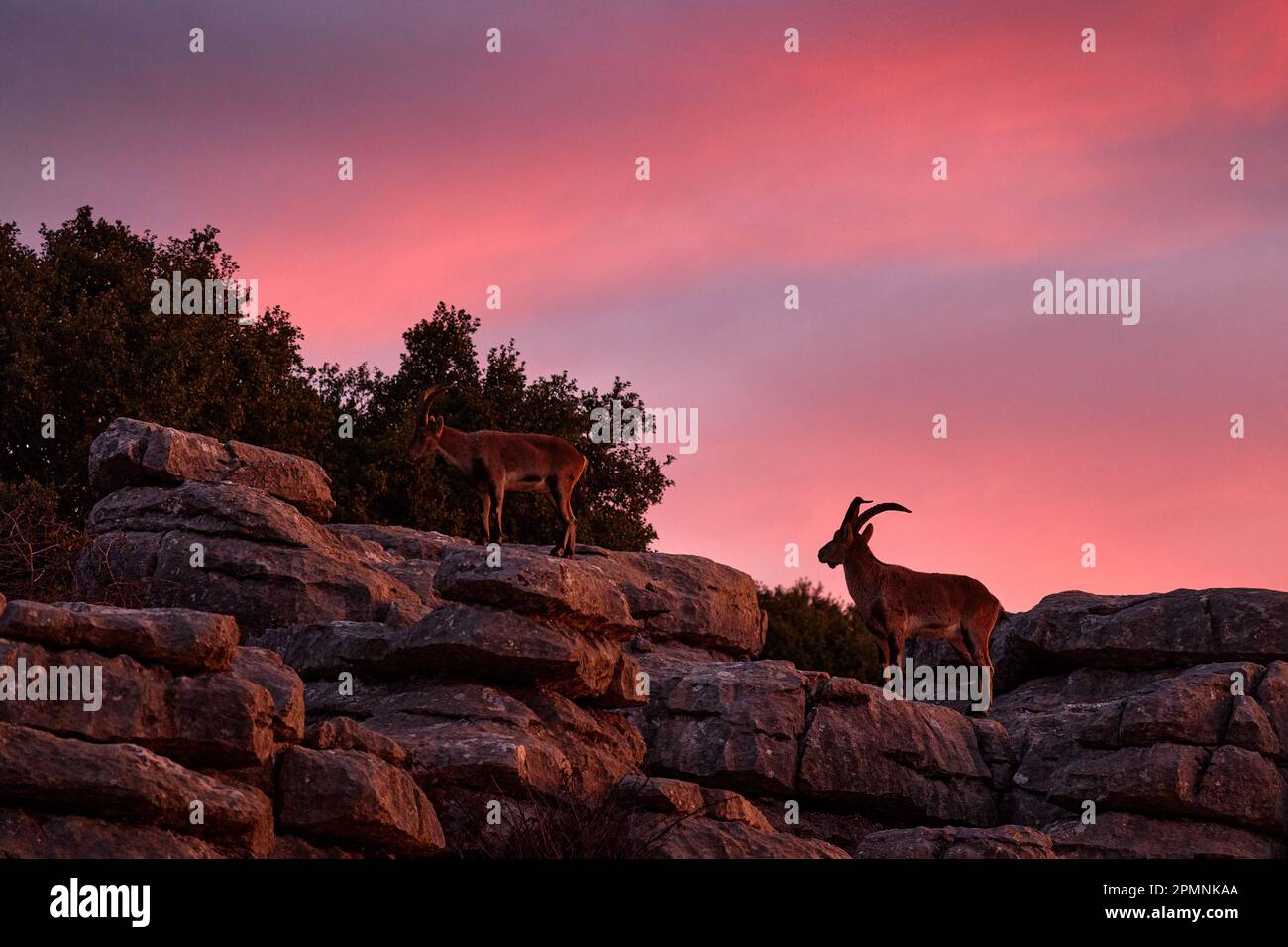 Spanische Tierwelt. Iberischer Steinbock, Capra pyrenaica, Wildziege im Naturgebiet, Naturschutzgebiet El Torcal de Antequera in Andalusien, Spanien. Spanische ibe Stockfoto