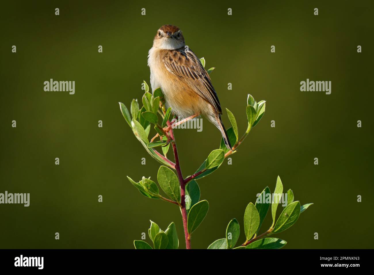 Zitting Cisticola, Cisticola juncidis, Vogel in der Natur, Okavango Delta in Botswana. Cisticola songbird sitzt auf dem grünen Baumbaranch, Moremi in Stockfoto