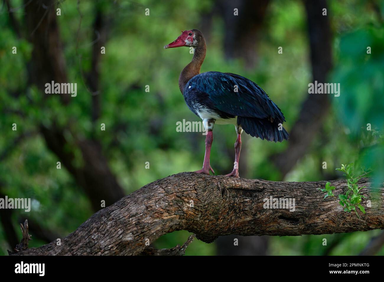 Sporengans, Plectroterus gambensis, am Baumstamm im grünen afrikanischen Wald. Große rote blaue Ente im natürlichen Lebensraum, dem Fluss Khwai Stockfoto
