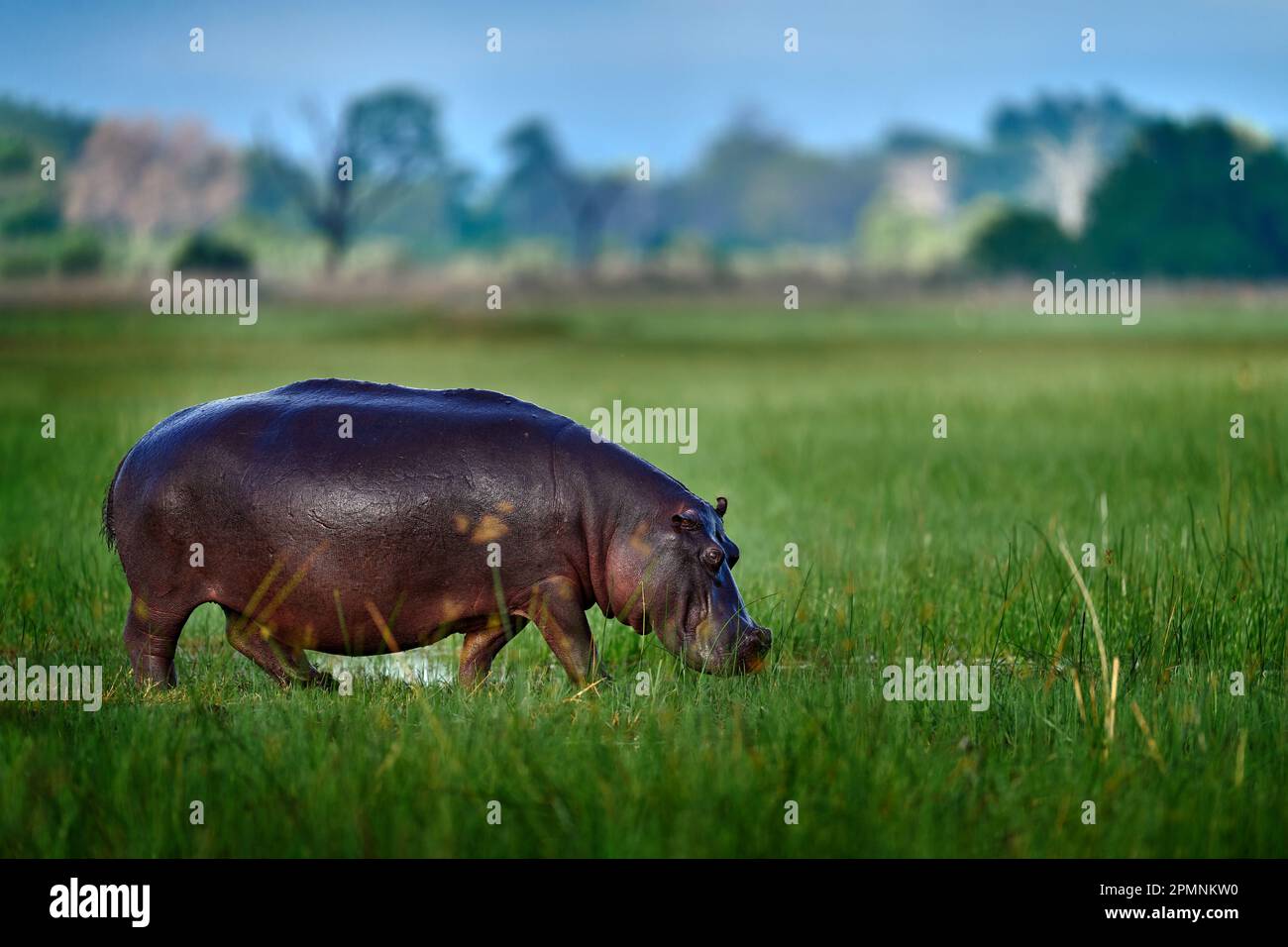 Botswana, Wildtiere, Nilpferd i Grüngras, Regenzeit, gefährliches Tier im Wasser. Afrikanische Landschaft mit Nilpferd. Hippopotamus amphibius capensis, mit e Stockfoto