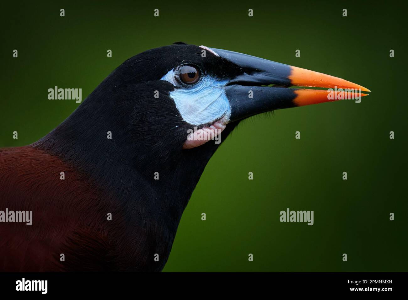 Mexikanische Tierwelt. Montezuma Oropendola, Psarocolius montezuma, Porträt eines exotischen Vogels aus Mexiko, braun mit schwarzem Kopf und orangefarbenem Schirm, hellgrün Stockfoto