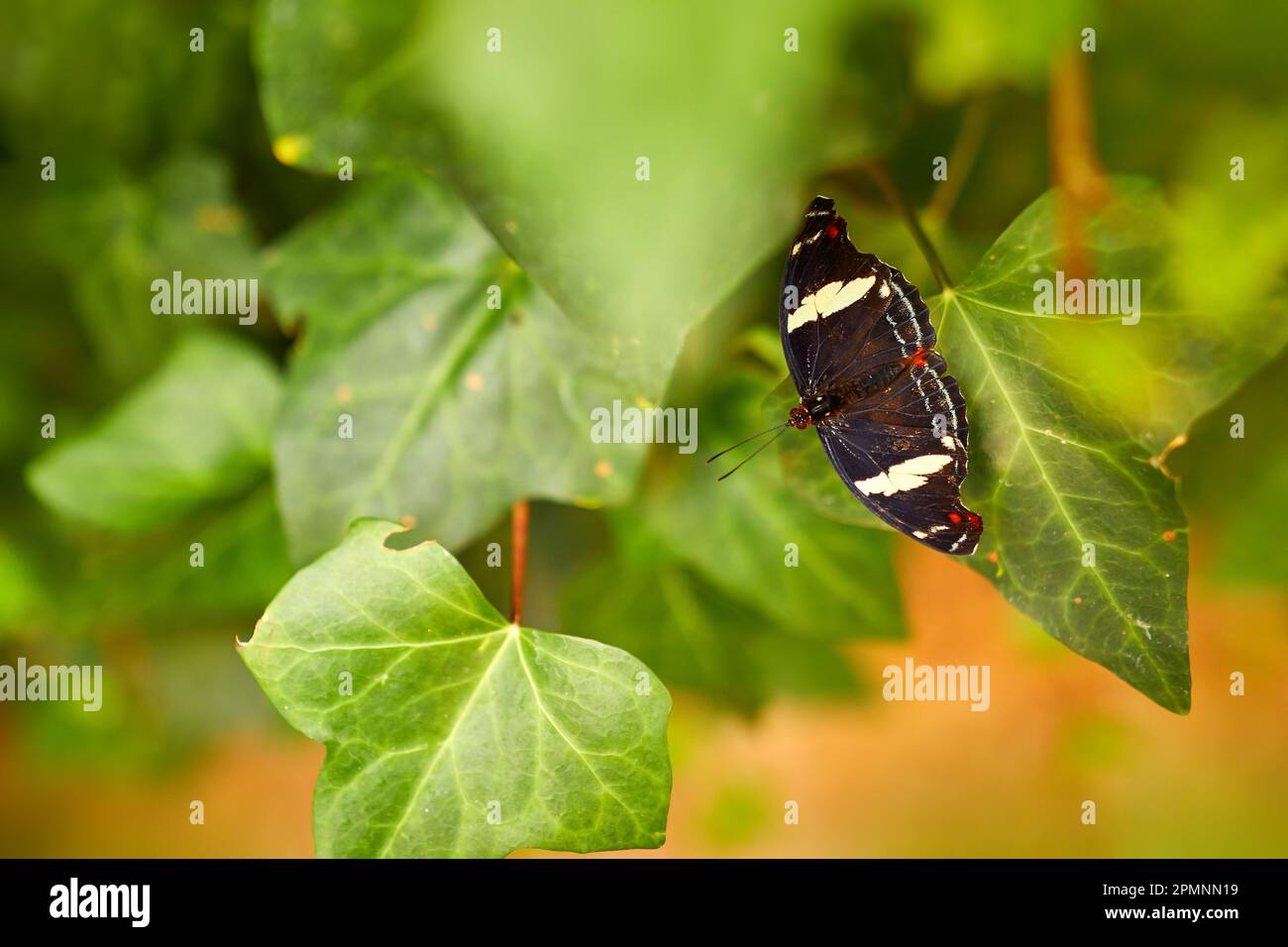 Anartia fatima, schwarzer roter Schmetterling, der auf grünen Blättern im natürlichen Lebensraum sitzt. Pfau, ein Schmetterling in Costa Rica. Gefunden in South Te Stockfoto