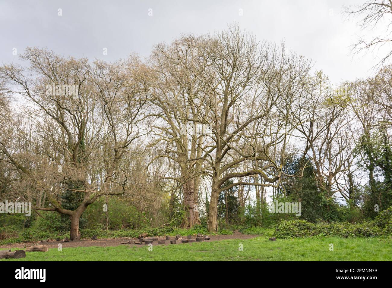 Barnie, The Barn Elms Plane Tree (Platanus X hispanica), Barn Elms, Barnes, London, SW13, England, Großbritannien Stockfoto