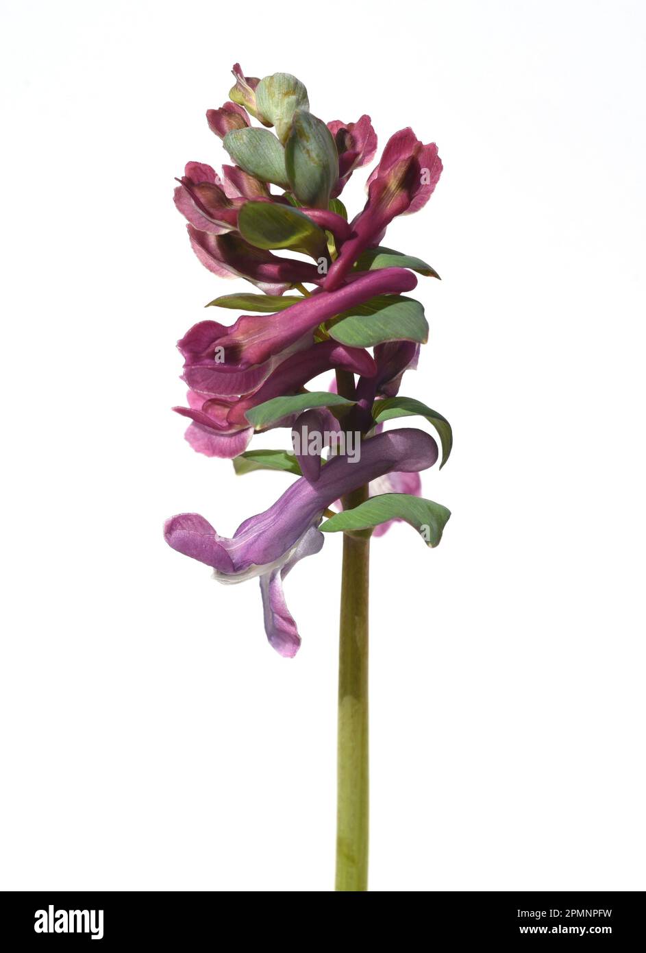 Laerchensporn, Corydalis Cava ist eine Zwiebelpflanze die schon im zeitigen Frühjahr blueht. Larkspur, Corydalis Cava ist eine Zwiebelpflanze, die blüht Stockfoto