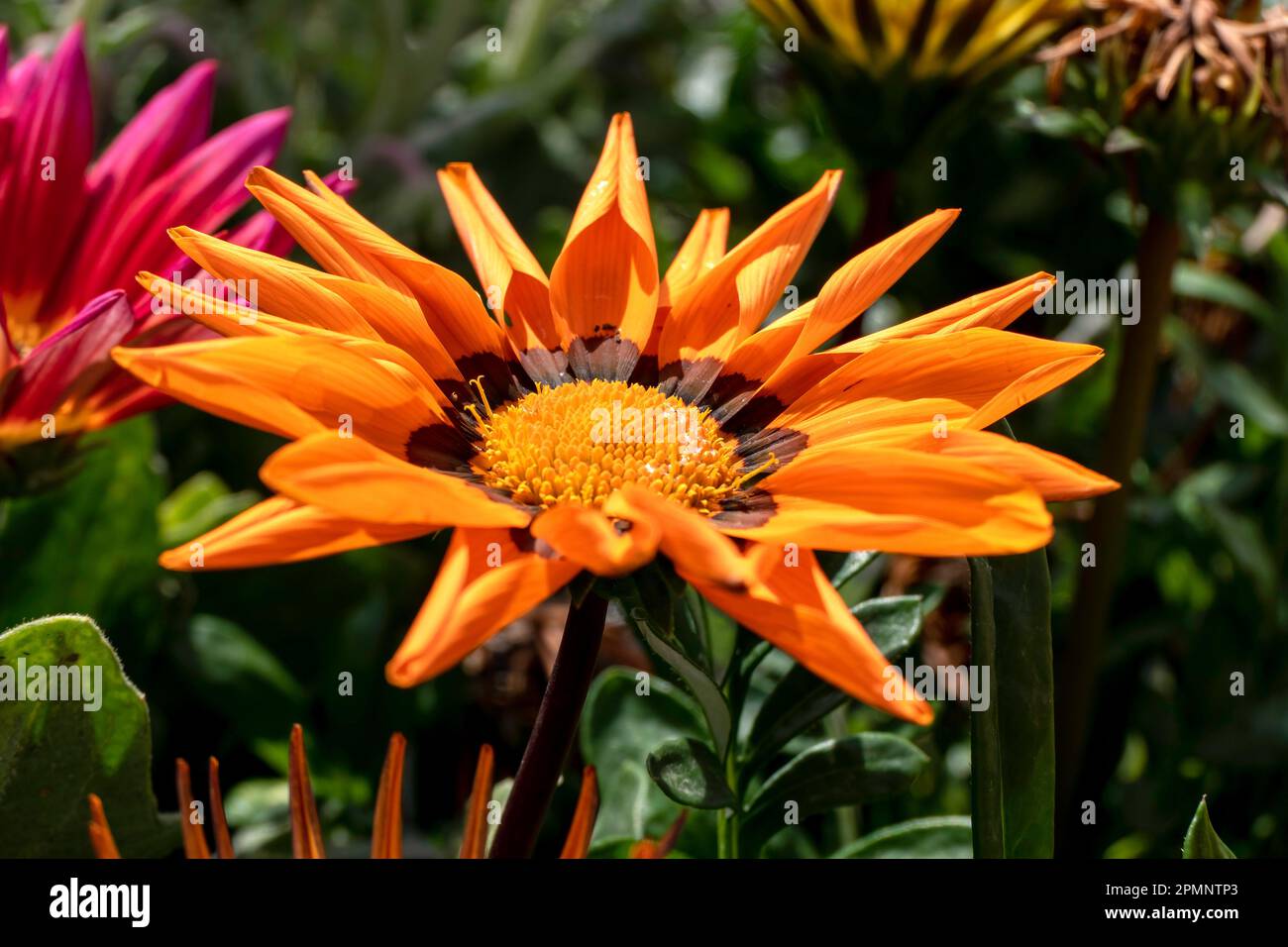 Gazania Rigens, African Daisy, Gazania oder Treasure Flowers sind in verschiedenen Farben auf einem unscharfen Hintergrund zu sehen. Gartenblumen Stockfoto