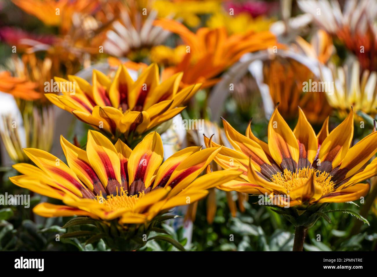 Gazania Rigens, African Daisy, Gazania oder Treasure Flowers sind in verschiedenen Farben auf einem unscharfen Hintergrund zu sehen. Gartenblumen Stockfoto