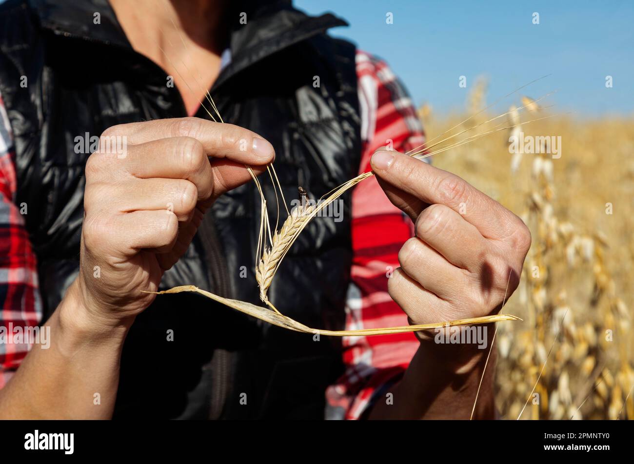 Nahaufnahme der Hände einer Reifen Landwirtschaftsfrau, die Mutterkornschäden bei der Inspektion der Reifen Gerstenköpfe auf einem Feld mit gemischtem Erntegut entdeckt hat, das für die Ernte bereit ist Stockfoto