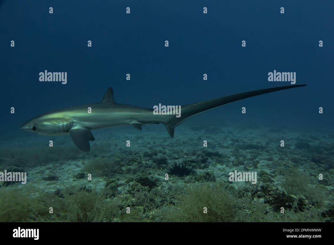 Thresher Shark schwimmt im Meer der Philippinen Stockfoto