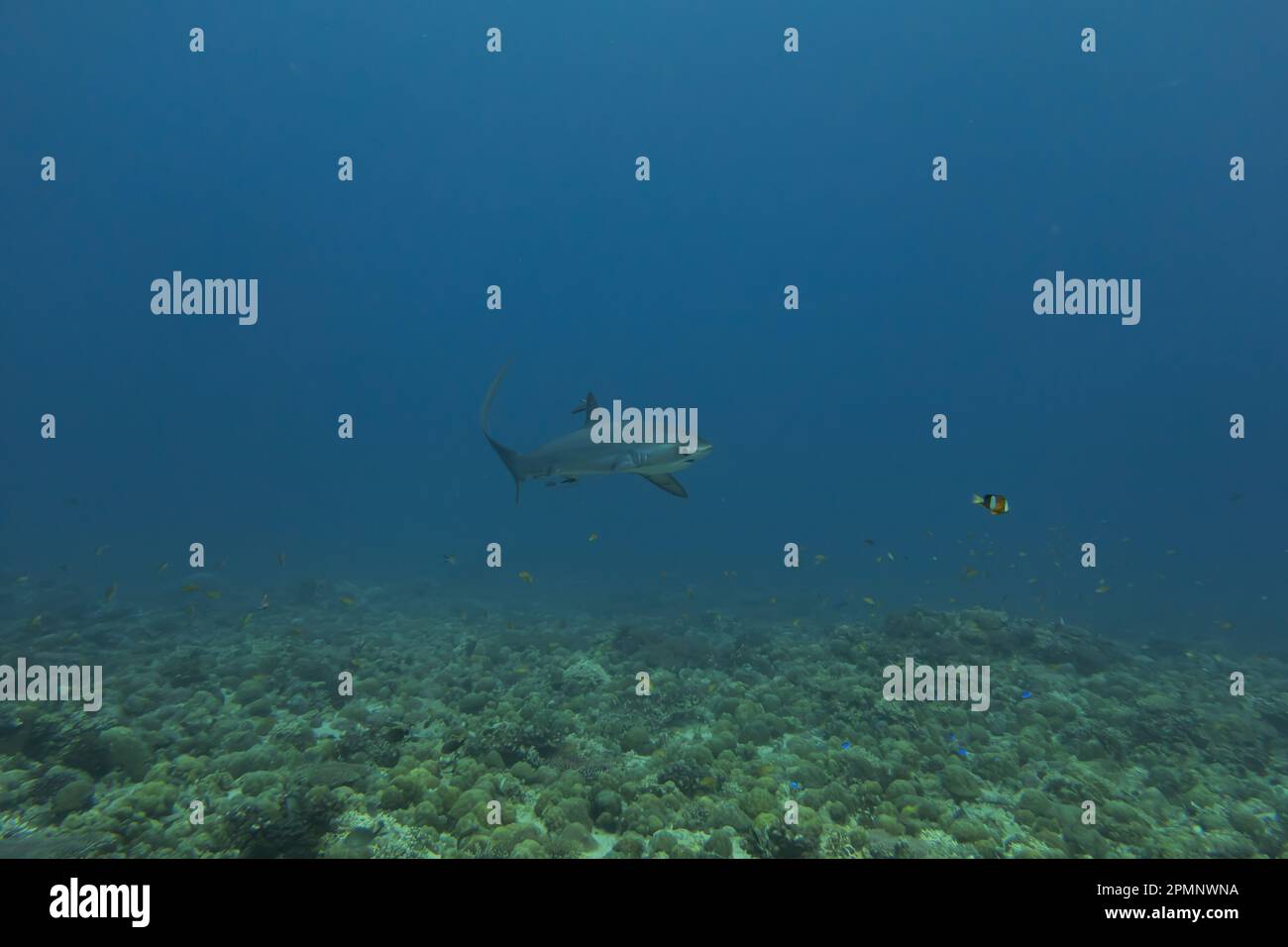 Thresher Shark schwimmt im Meer der Philippinen Stockfoto