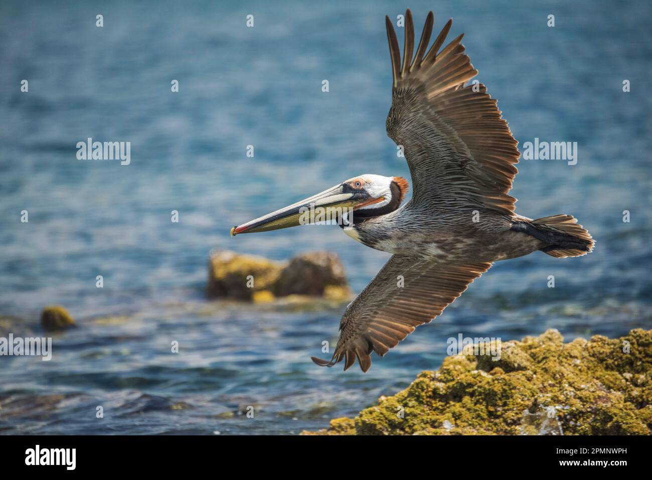 Pelican fliegt von einem moosigen Felsen am Ufer des Wassers, Baja California, Mexiko Stockfoto