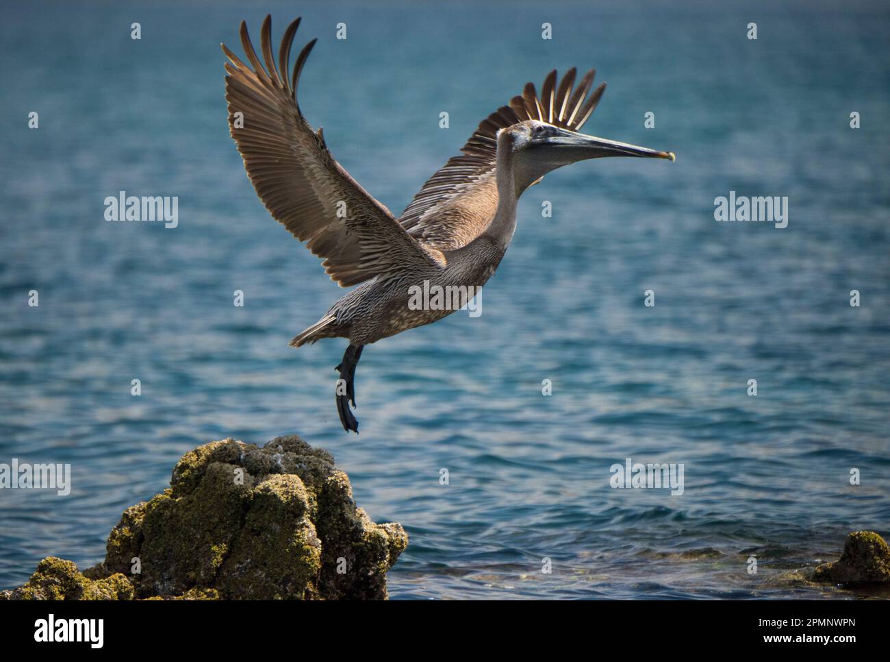 Pelican fliegt von einem moosigen Felsen am Ufer des Wassers, Baja California, Mexiko Stockfoto