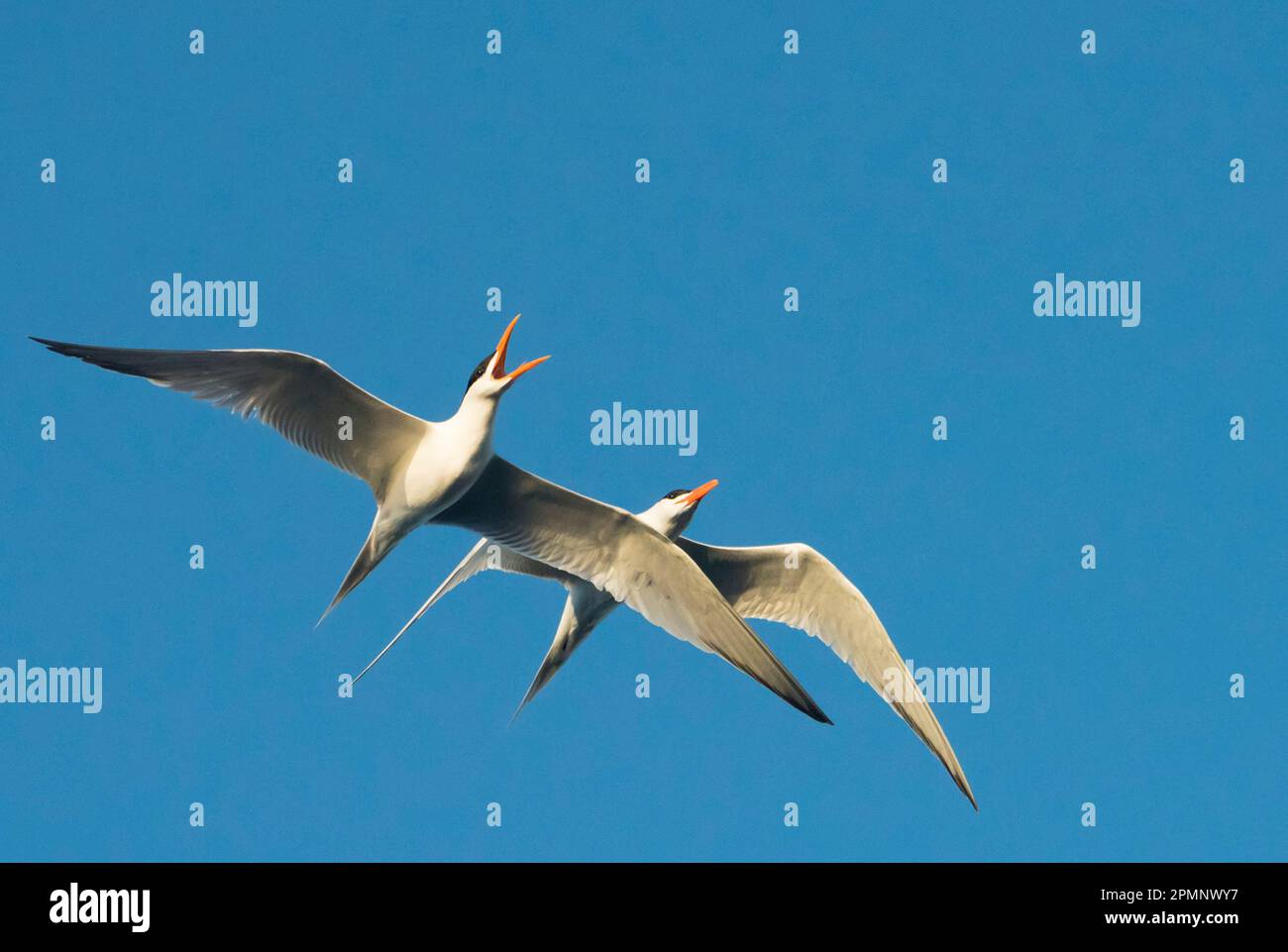 Kaspische Seeschwalben (Hydroprogne caspia) im Paarungsflug am blauen Himmel an einem sonnigen Tag; Isla San Esteban, Sonora, Baja California, Mexiko Stockfoto