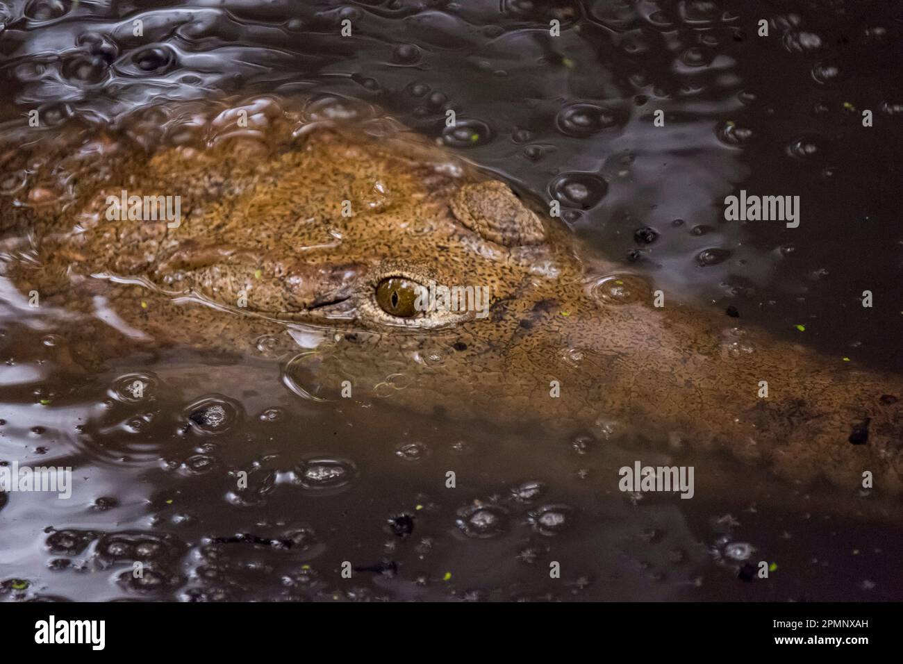 Krokodil in Süßwasser mit Regentropfen; Queensland, Australien Stockfoto