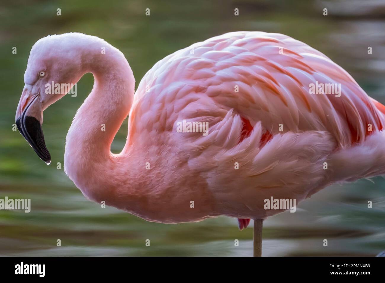 Nahaufnahme eines rosa Flamingos (Phoenicopteridae), der auf einem Bein steht; Maui, Hawaii, Vereinigte Staaten von Amerika Stockfoto