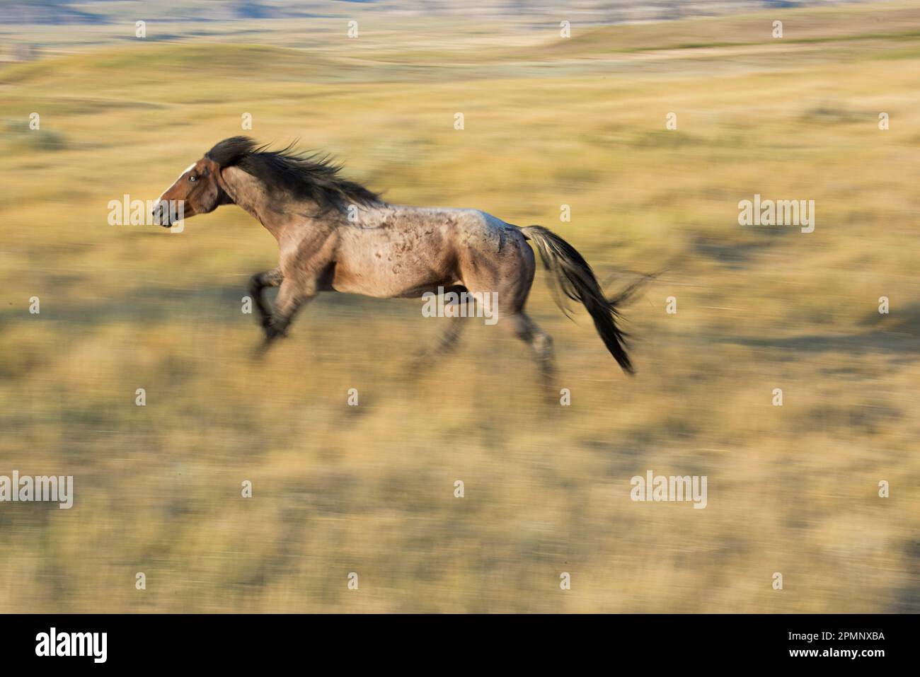 Mustang galoppiert im Theodore Roosevelt National Park, North Dakota, USA; North Dakota, USA Stockfoto