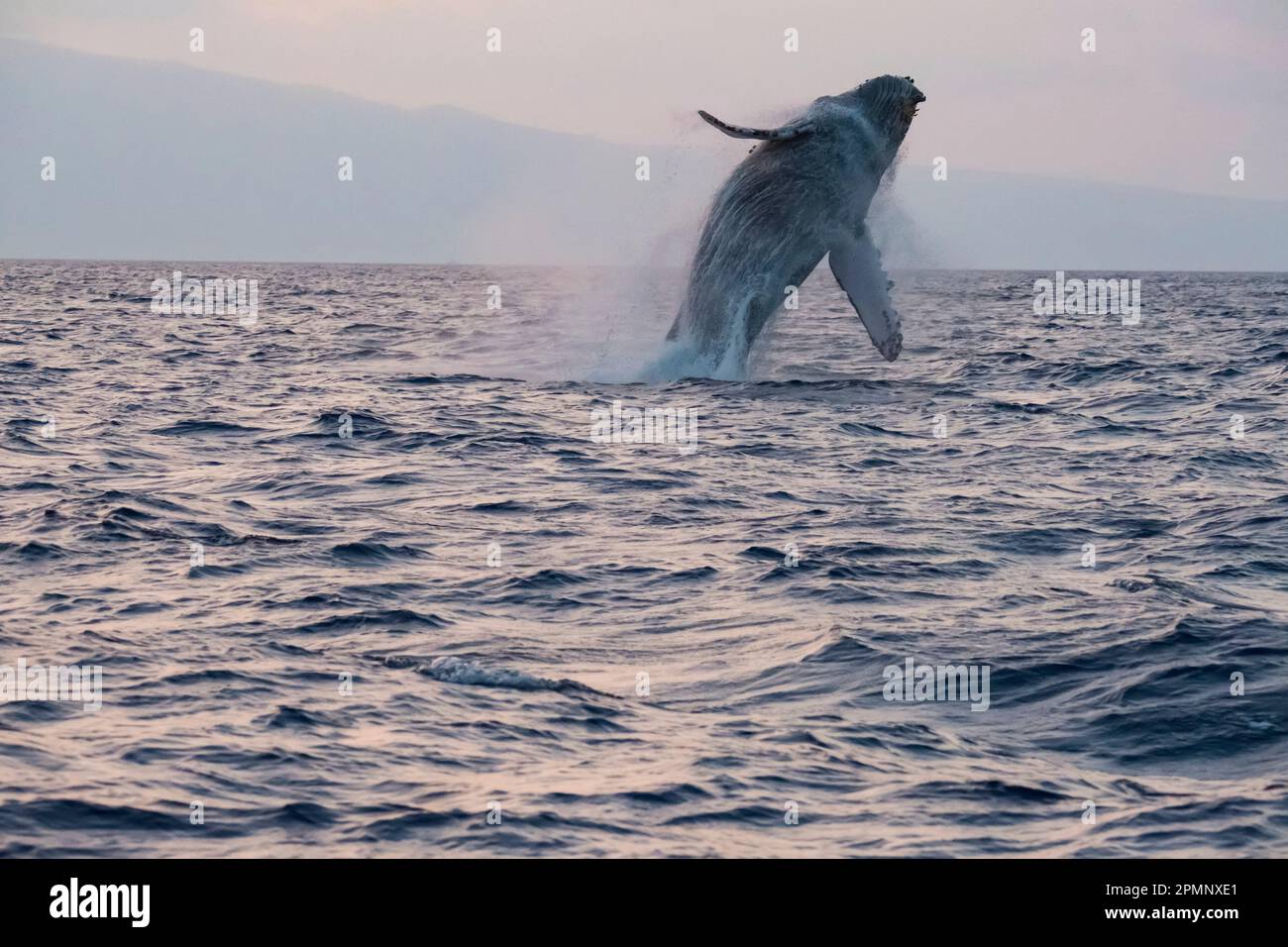 Buckelwal (Megaptera novaeangliae), der bei Sonnenuntergang bricht; Maui, Hawaii, Vereinigte Staaten von Amerika Stockfoto