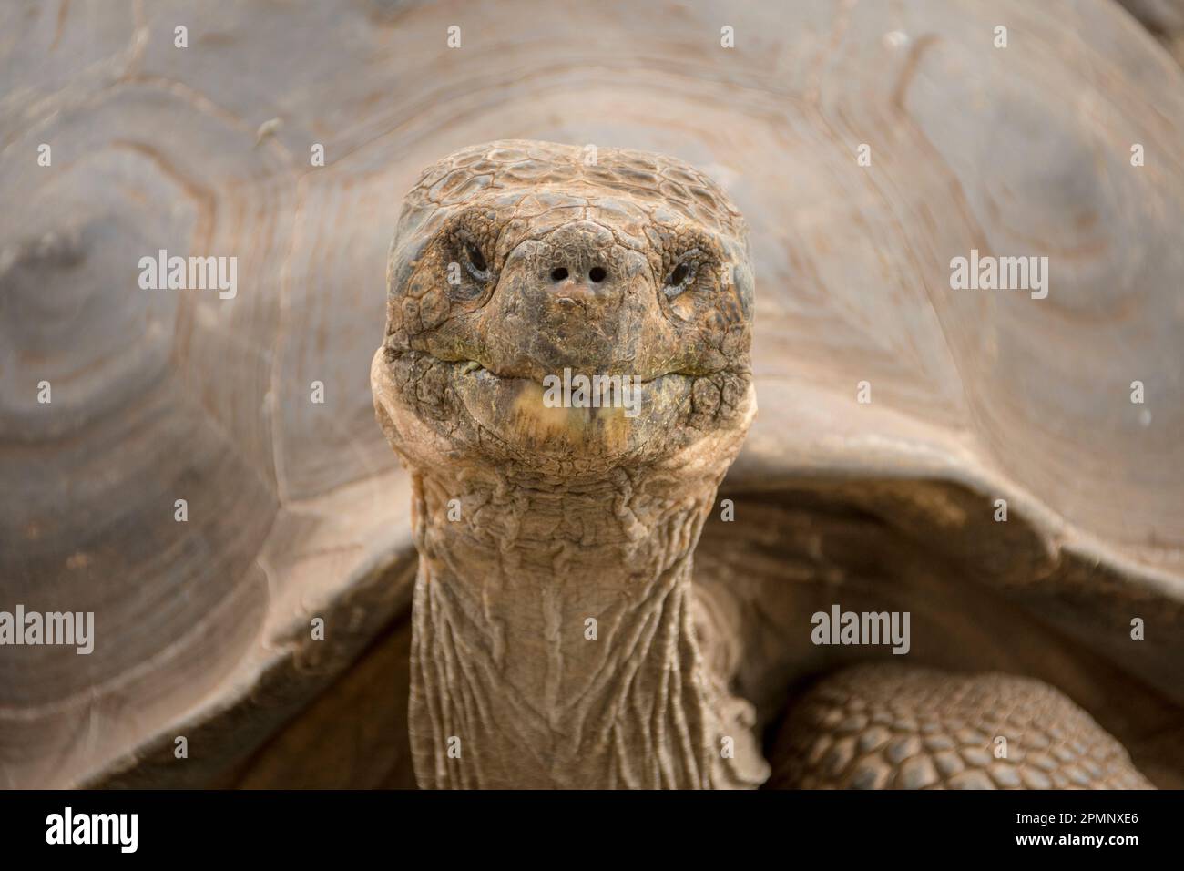 Nahaufnahme eines Porträts einer Riesenschildkröte (Chelonoidis nigra) in der Charles Darwin Forschungsstation der Insel Santa Cruz; Galapagos-Inseln, Ecuador Stockfoto