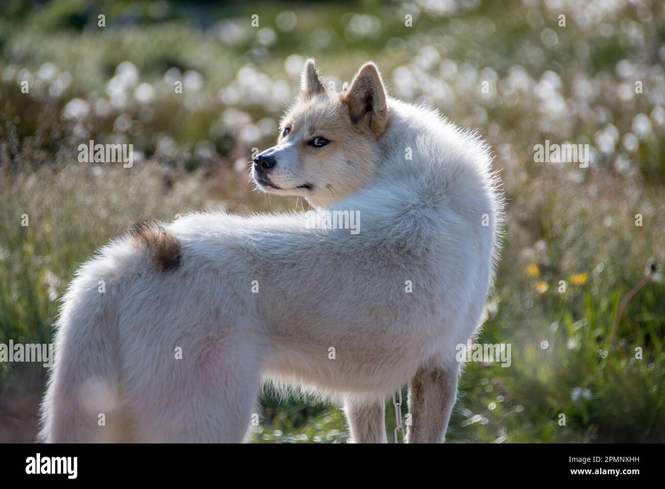 Porträt eines grönländischen Hundes (Canis Lupus familiaris), einer großen Hunderasse, die in einem Wildblumenfeld steht; Ilulissat, Grönland Stockfoto