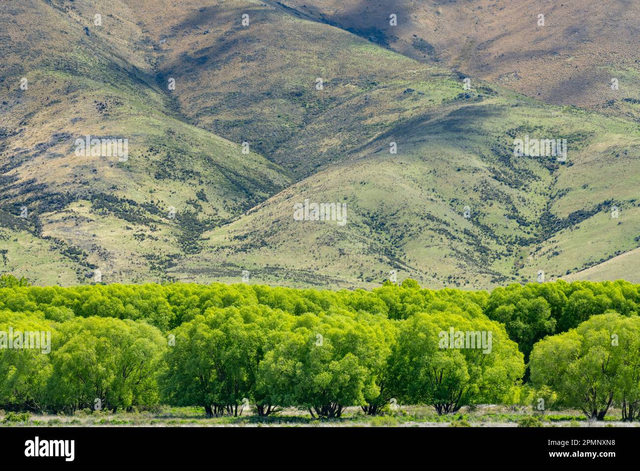 Willow Trees am Fuße des Mount Cook im Frühjahr, South Island, Neuseeland; Twizel, Neuseeland Stockfoto