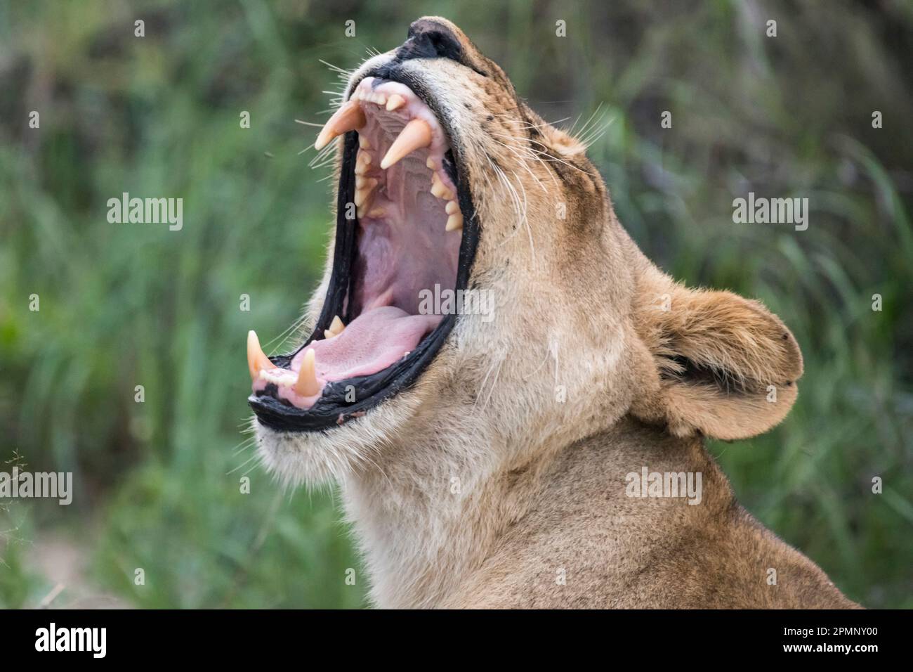 Junge Löwe (Panthera leo) gähnt und zeigt ihre Eckzähne; Okavango Delta, Botswana Stockfoto