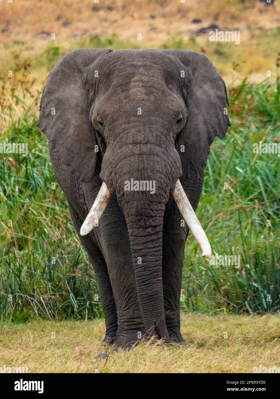 Afrikanischer Elefant (Loxodonta africana) liegt im Grasland; Ngorongoro-Krater in der Region Arusha, Tansania Stockfoto