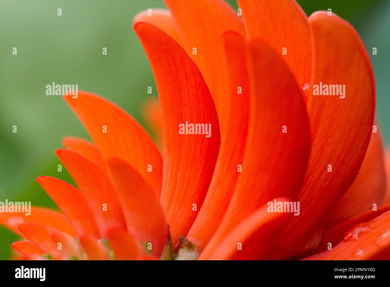 Extreme Nahaufnahme einer Korallenblüte, Erythrina-Art; Rano Raraku, Osterinsel, Chile Stockfoto