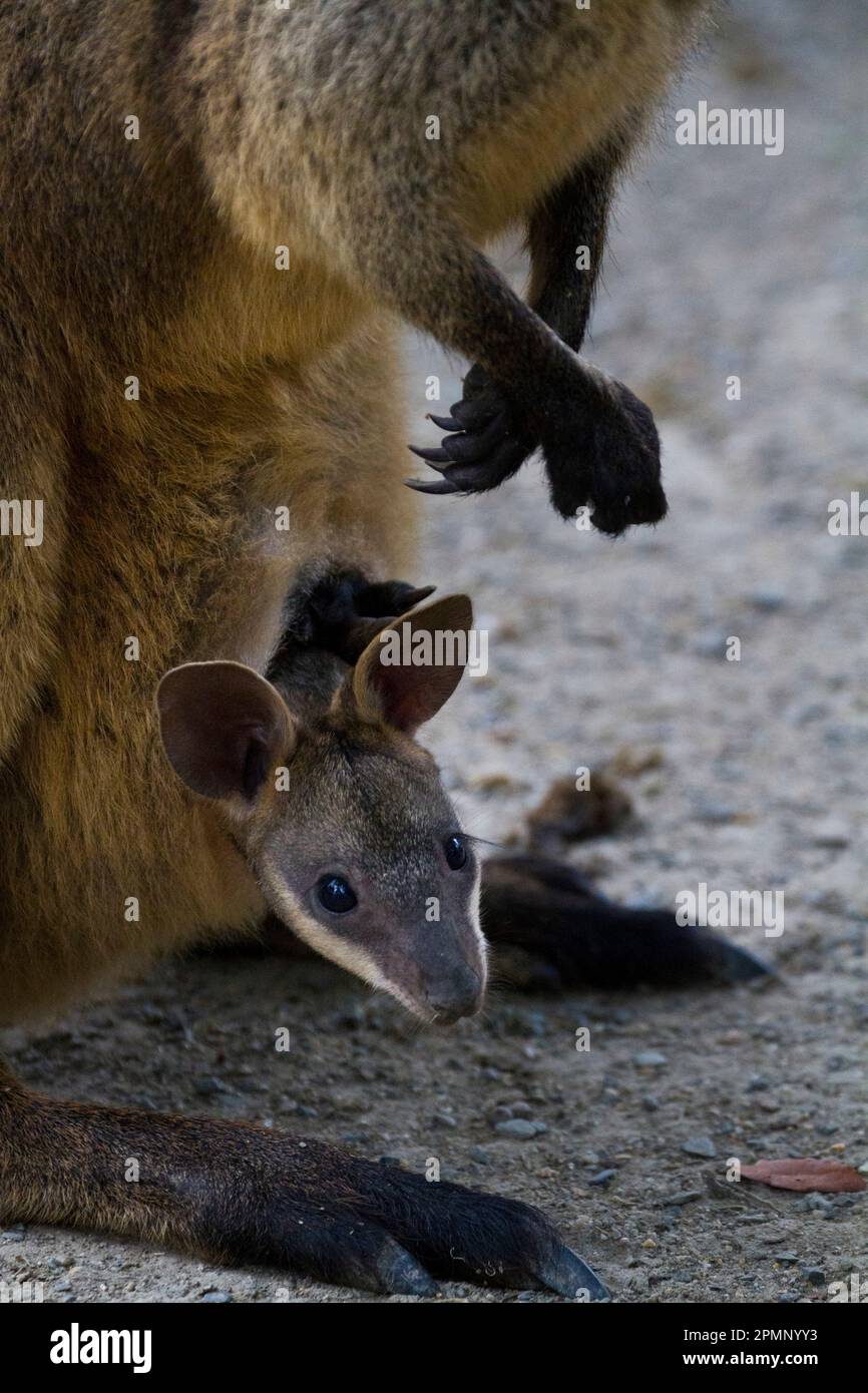 Känguru-Baby in der Tasche der Mutter; Australien Stockfoto