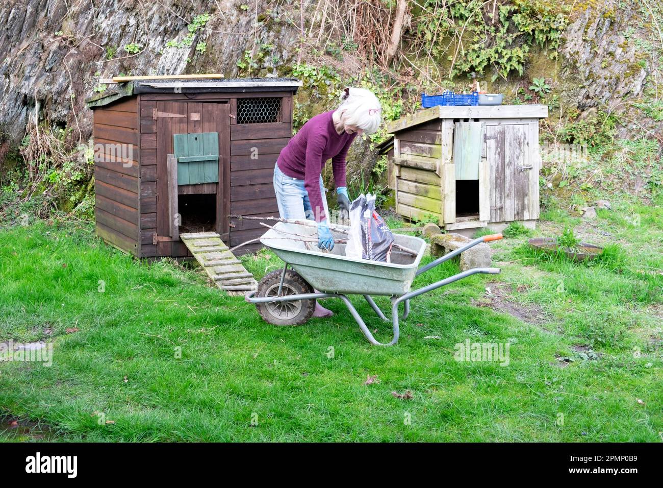 Ältere Seniorin, die den Garten mit Schubkarre aufräumt und Hühnerstall im Landhof Carmarthenshire Wales UK KATHY DEWITT putzt Stockfoto