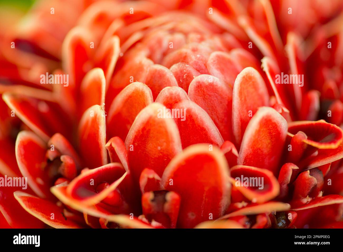 Nahaufnahme einer Fackel-Ingwerblüte (Etlingera elatior); Costa Rica Stockfoto