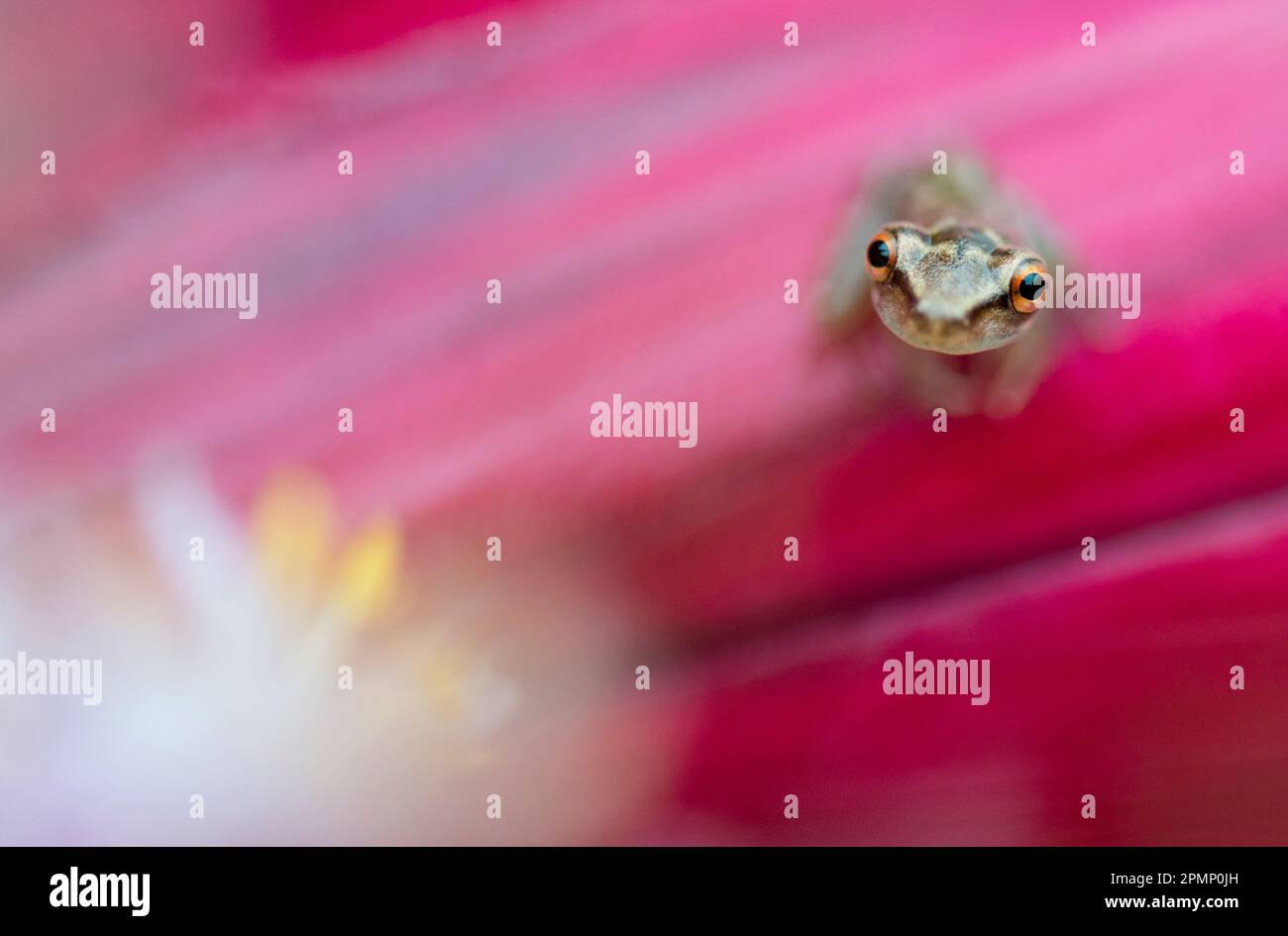 Winziger Glasfrosch (Centrolenidae sp.) Auf einer Cordyline terminalis Kunth-Blume sitzend; Costa Rica Stockfoto