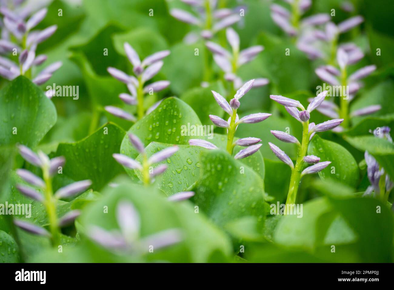 Nahaufnahme von blühenden Pflanzen mit Wassertröpfchen; Samoanische Inseln Stockfoto