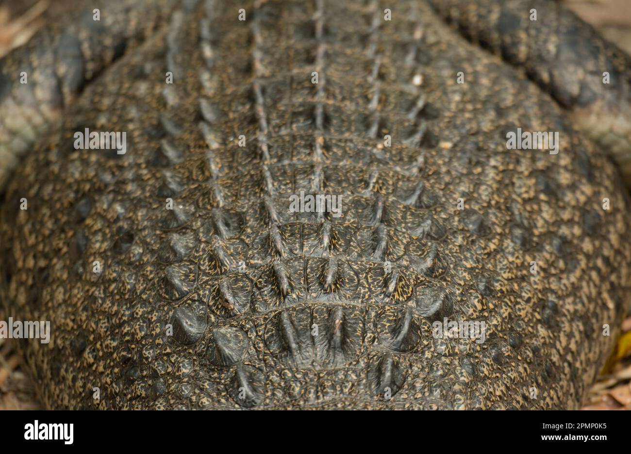 Nahaufnahme der Haut auf der Rückseite eines Krokodils in A Wildlife Habitat; Port Douglas, Queensland, Australien Stockfoto