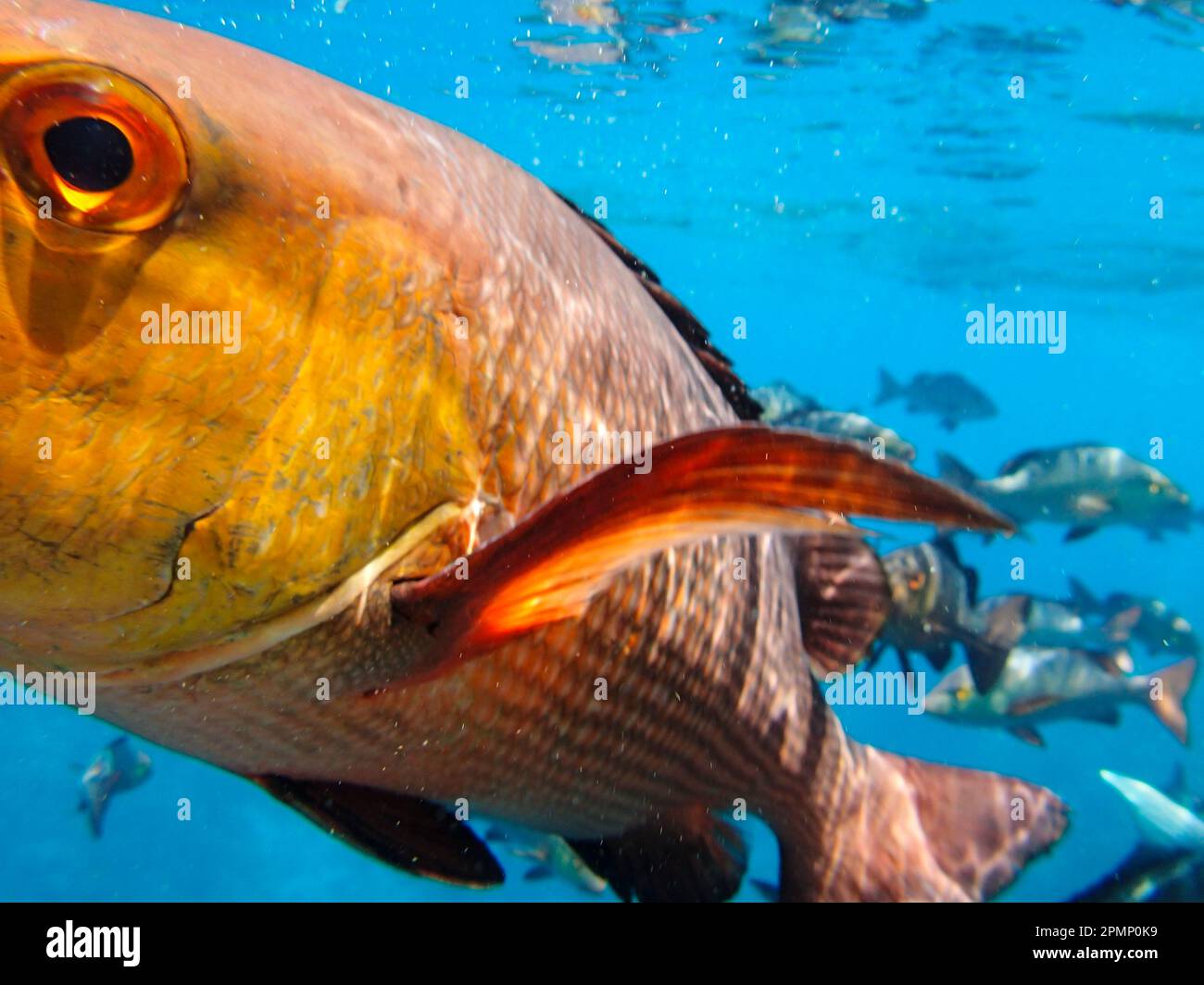 Korallenbarsch schwimmt entlang des Great Barrier Reef; Queensland, Australien Stockfoto