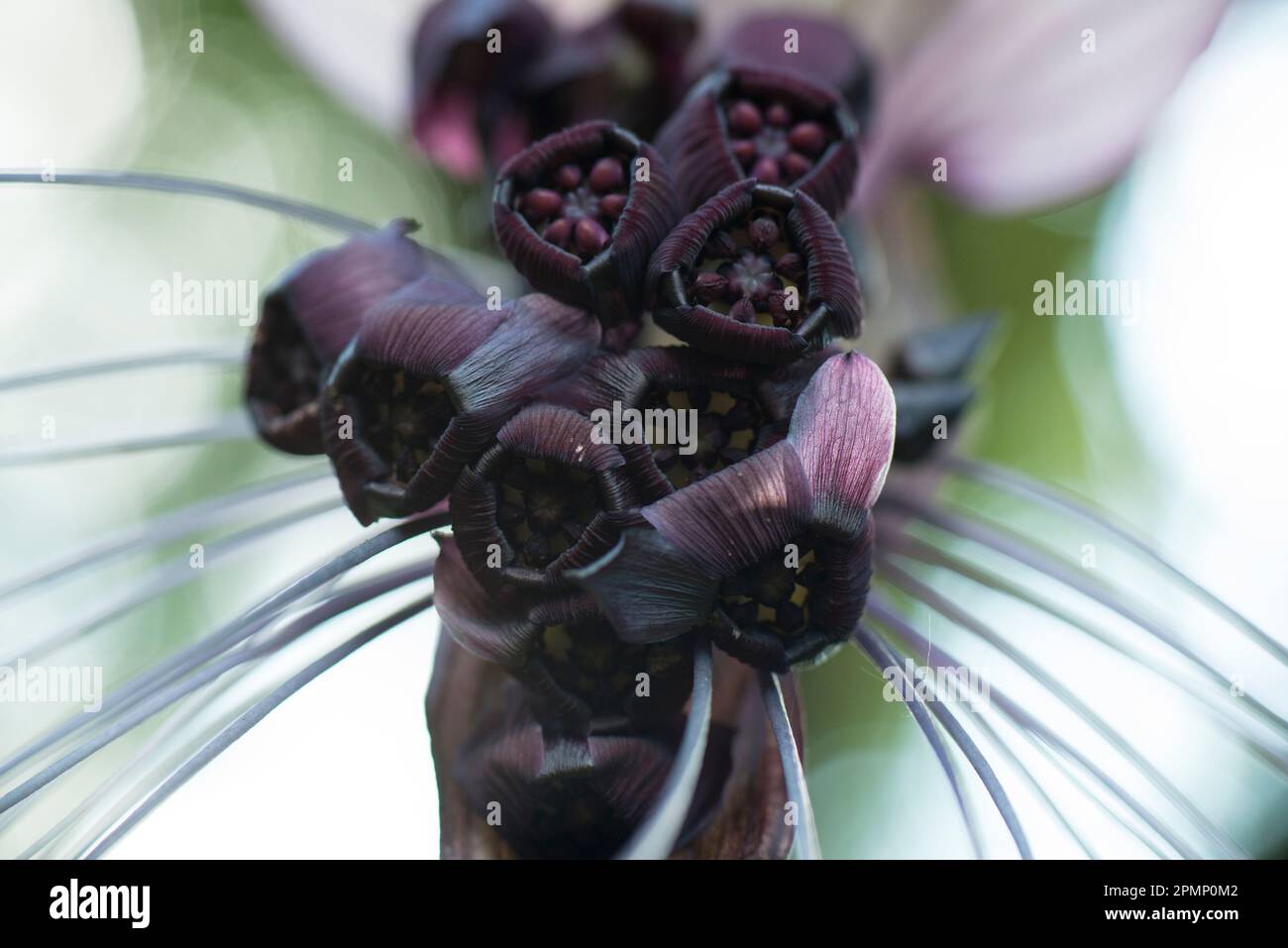 Nahaufnahme einer Schwarzen Fledermausblüte (Tacca chantrieri); Costa Rica Stockfoto