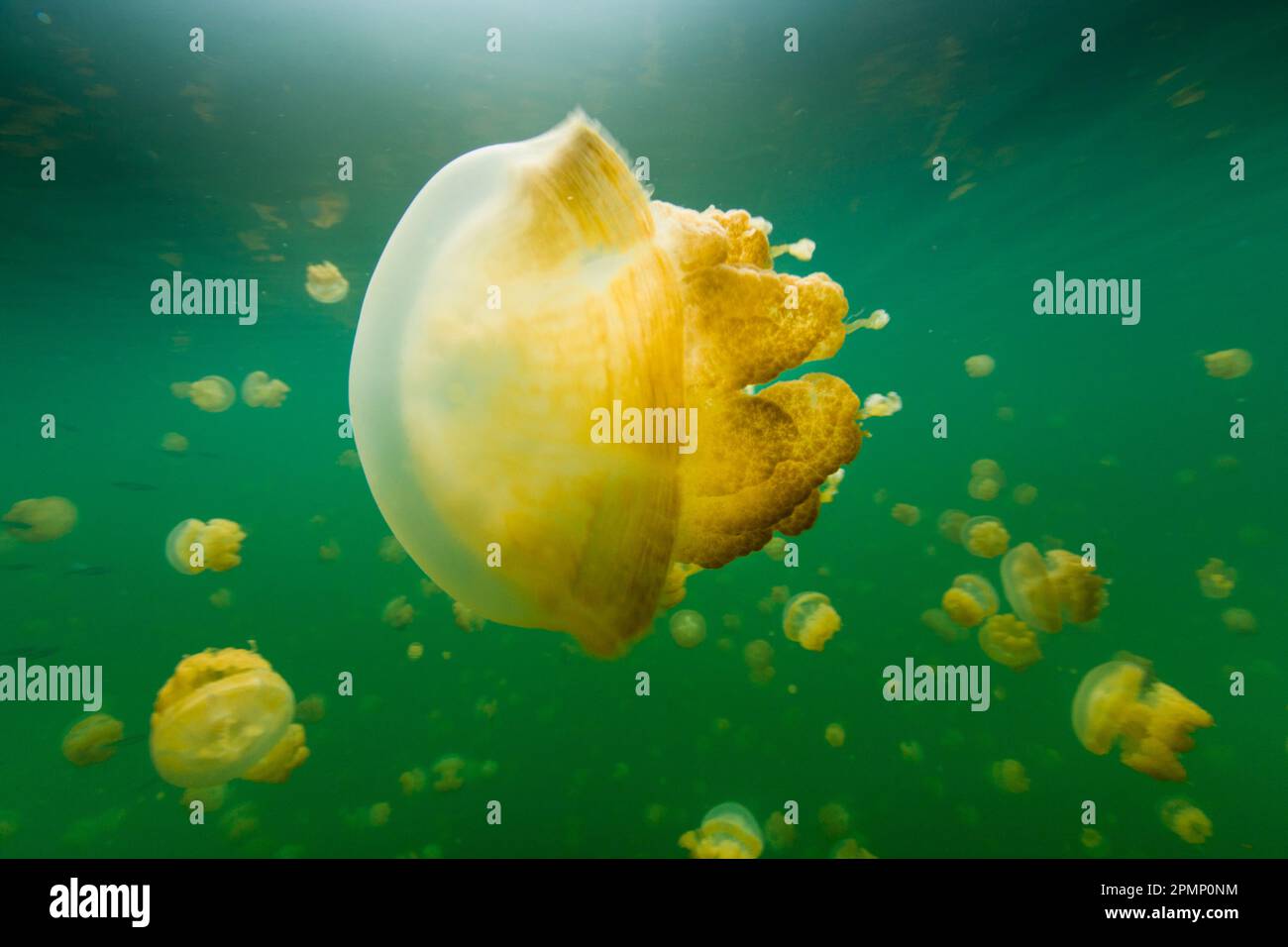Goldene Quallen schwimmen im Jellyfish Lake, einem Süßwassersee auf Palau, Republik Palau Stockfoto