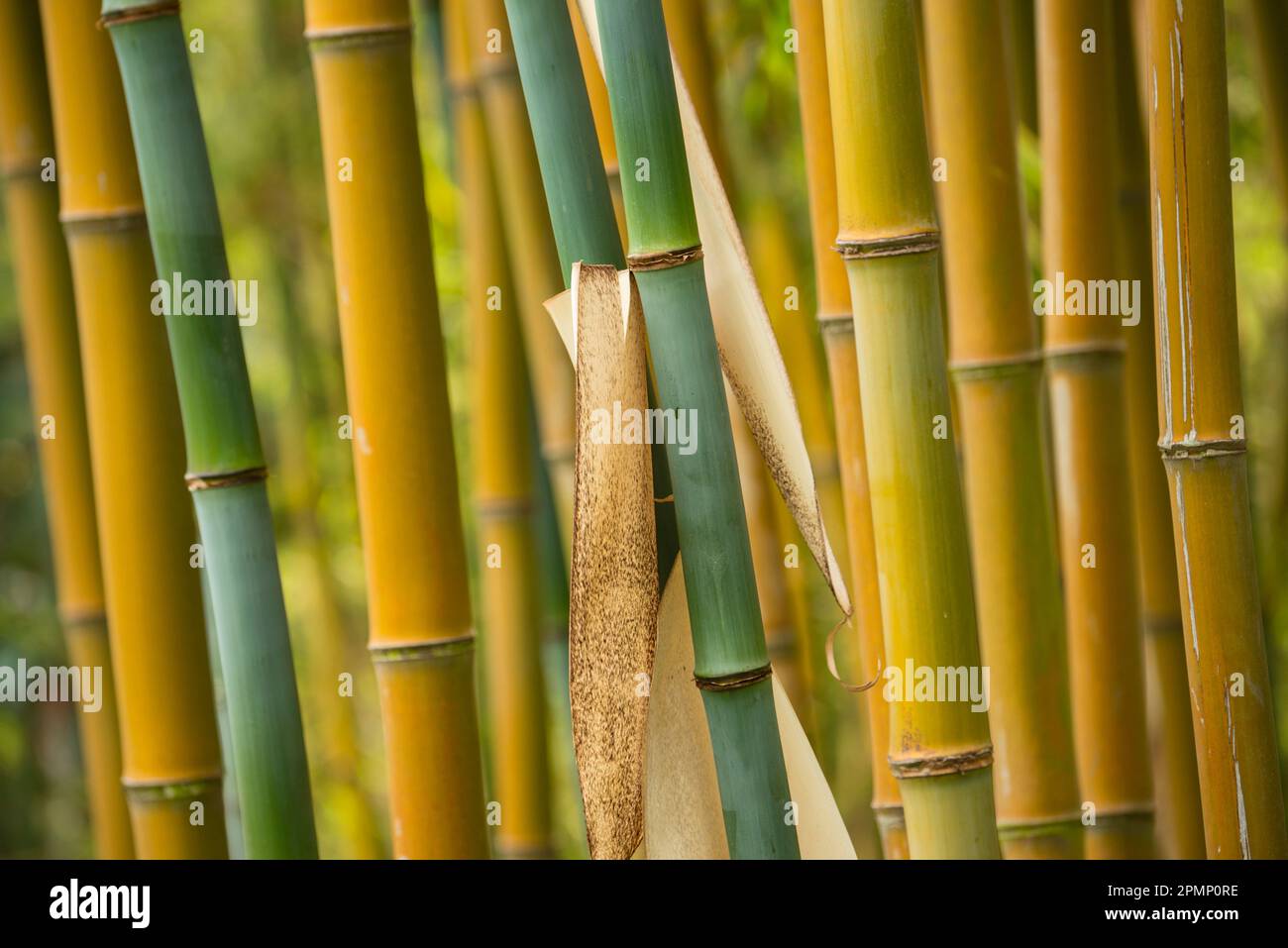 Bambusstiele; Ruanda Stockfoto