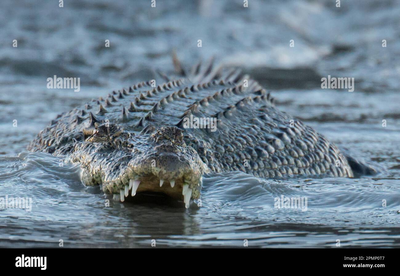 Nahaufnahme eines Salzwasserkrokodils (Crocodylus porosus), das seine Zähne im Hunter River, Western Australia, zeigt; Kimberley Region, Australien Stockfoto